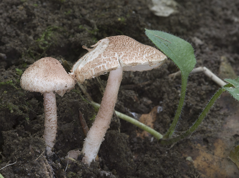 Cystolepiota moelleri